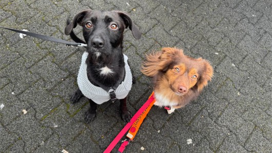 Walk and Talk with Dog 